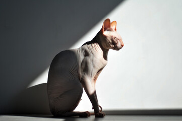 Sphynx cat sitting in the sun