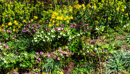 Fototapeta premium Spring flower garden