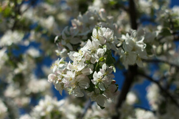 Blossoming white fruit tree an apple-tree in spring