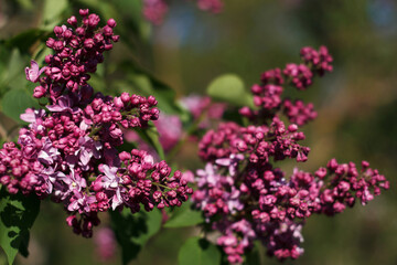 Blossoming decorative lilac tree on spring