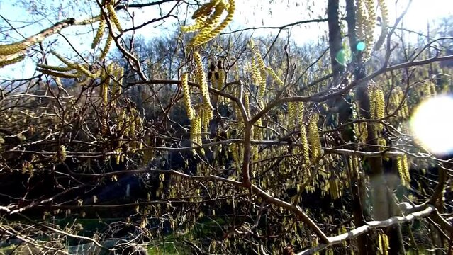 Zeitlupenaufnahme von wild gesch&uuml;ttelten Baumk&auml;tzchen, die Pollen in den Wind verstreuen. Weidenk&auml;tzchen Catkins verlieren rumfliegende Pollen und Samen. Pollenwehung zur Fr&uuml;hlingszeit