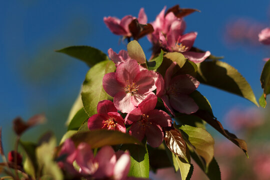 Malus halliana blossoming fruit tree an apple-tree