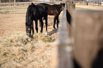 Purebred dark horses in the paddock outdoors eating hay. Animals feeding with dry grass on a ranch.