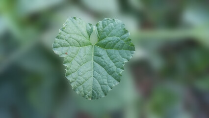 close up of a leaf