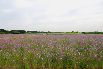 ムギナデシコ（Agrostemma githago）の花畑／【ポピー・ハッピースクエア】埼玉県鴻巣市