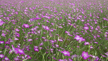 Naklejka premium ムギナデシコ（Agrostemma githago）の花畑／【ポピー・ハッピースクエア】埼玉県鴻巣市