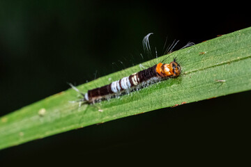 Hairy orange head Moth Caterpillar on leaves close up macro photo 