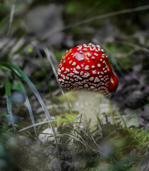 The poisonous mushroom fly agaric is dangerous for ingestion, which grows in the grass against the background of the autumn forest.