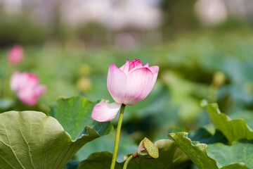 A beautiful pink waterlily or lotus flower in pond