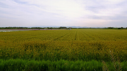 大麦畑と空のコピースペース／日本埼玉県