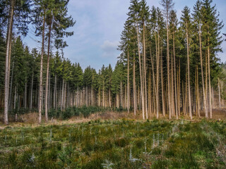 Wiederaufforstung im Mischwald durch anpflanzen von Jungbäumen
