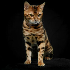 Full length front image of a bengal cat, isolated black background.
