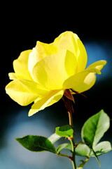 黄色の薔薇のクローズアップ｜縦位置