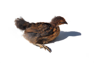 chicken chick lies down with shadow isolated on white background, six weeks old. Brown teen chick.