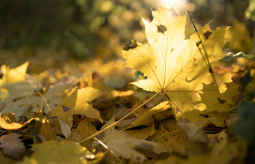Beautiful autumn landscape with yellow maple leaves and sun. Colorful foliage in the park. Falling leaves natural background.