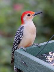 A red-bellied woodpecker visiting the bird feeder.