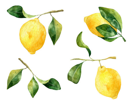Set of hand rawn watercolor lemons wirh leaves isolated. Botanical illustration of yellow citrus fruits. Ideal for food packaging design