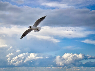 Seagull flying in the sky over the Baltic Sea in Zingst.