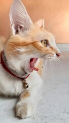 Cat open its mouth. 