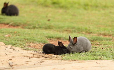 Rabbits sniffing each other