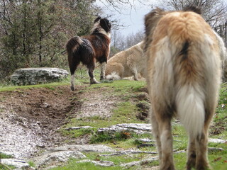three shepherd dogs