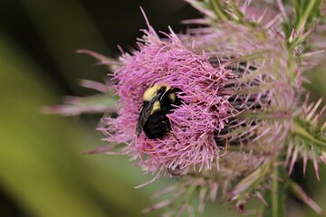 Bumble Bee nap time asleep in flower siesta time