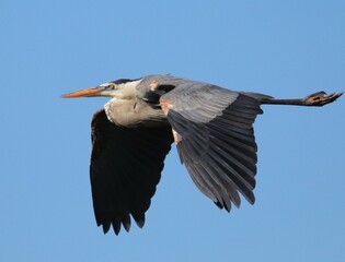 Obraz premium Magnificent Great Blue Heron