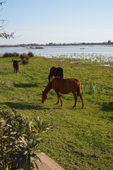 Naklejka premium Doñana