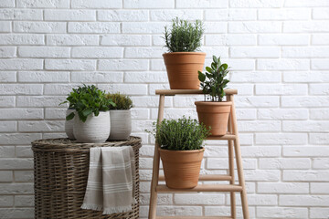 Different aromatic potted herbs near white brick wall indoors