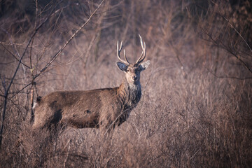 Sika or spotted deer with big horns standing in tall dry grass
