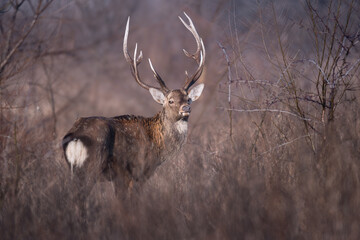 Sika or spotted deer with big horns standing in tall dry grass