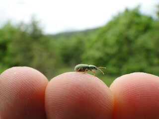 a small green insect