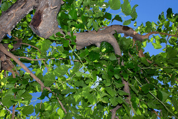 large branch  of Morus  with leaves, a genus of flowering plants in the family Moraceae, consists of diverse species of deciduous trees commonly known as mulberries. sunny day with blue sky