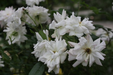 フィリスバイド