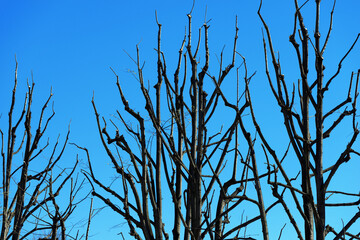 Close-up of bare tree branches against a clear blue sky in springtime with copy space.
