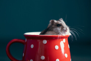 Cute pet hamster in a red cup