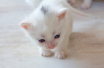A small, newly born white kitten with blue eyes.Postcard, cover, selective focus