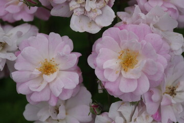 ブラッシュノアゼット