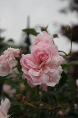 フランソワ ジュランビル