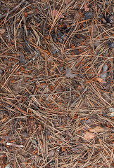 Top view of fallen pine needles on the ground