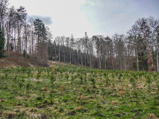 Wiederaufforstung im Mischwald durch anpflanzen von Jungbäumen
