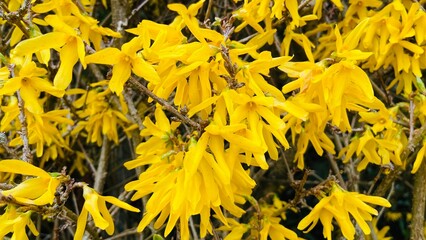 Forsythia yellow flowers blossom in spring. Yellow flowers background.