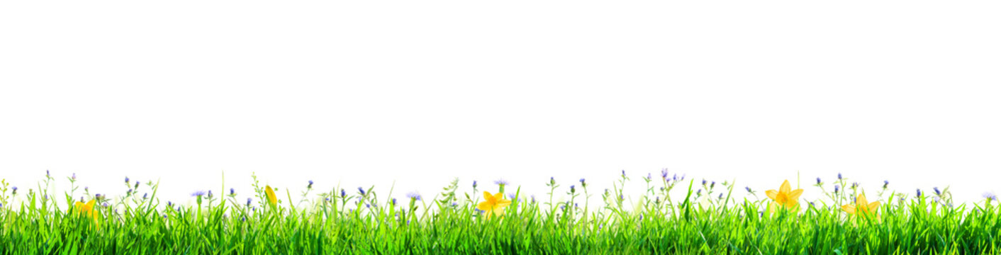 line of grass with wild flowers isolated on white background