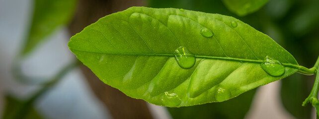 Wassertropfen auf grünem Blatt