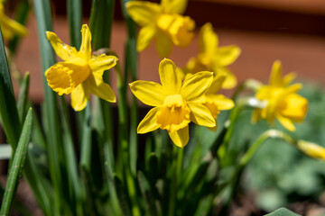 gelbe narzisse