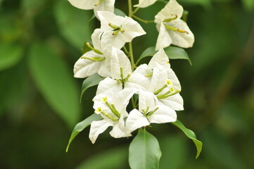 Fototapeta premium White Bougainvillea flower Close-up blurred Green background