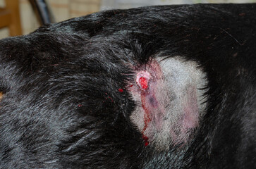 Close-up of the back of a large black dog with a bleeding wound.