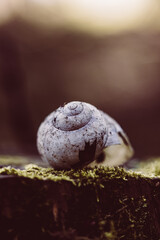 Schneckenhaus im Wald