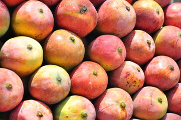 Dozens of Raspuri Mangoes Closeup Indian Mangoes