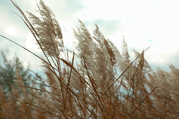 Beautiful dry reeds under cloudy sky outdoors